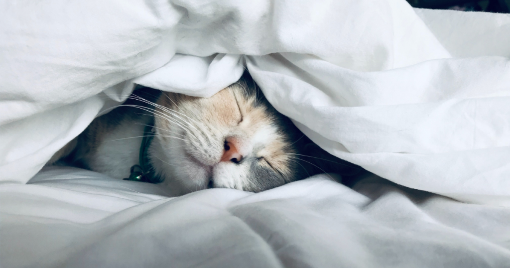 男性不妊対策6:良質な睡眠